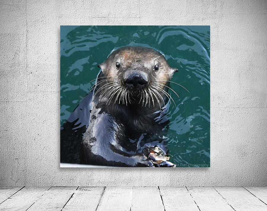 Otter Face Wall Preview