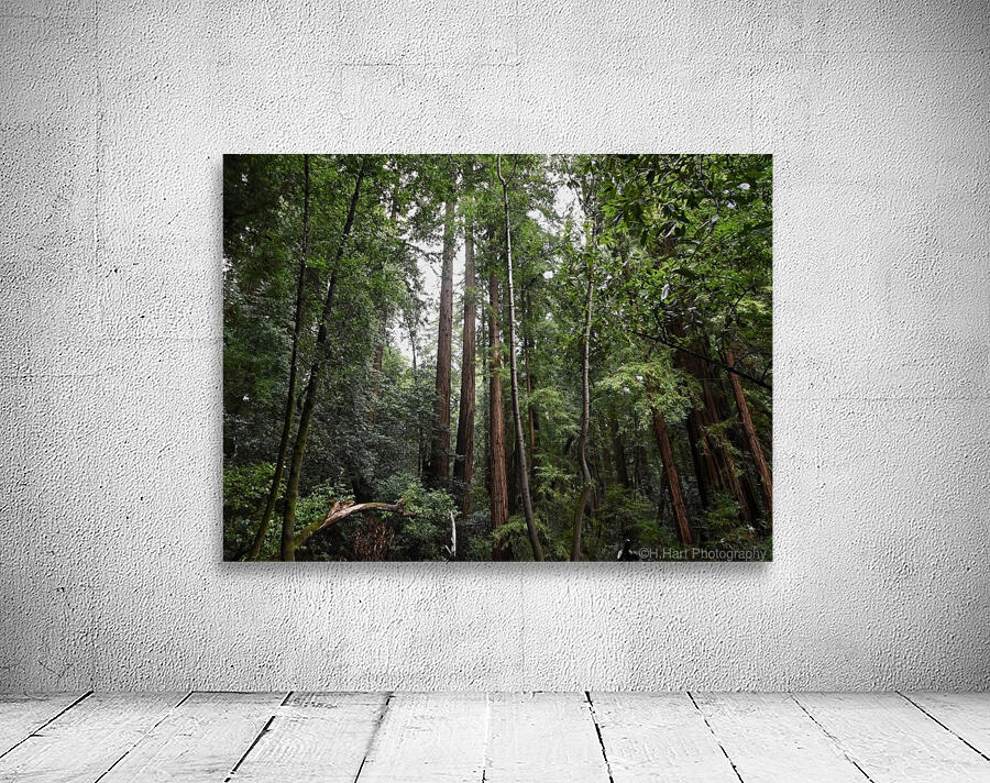 Trees Wall Preview
