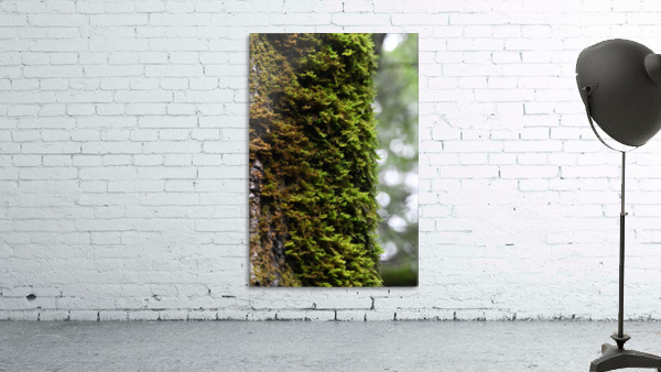 Trunk Moss Wall Preview