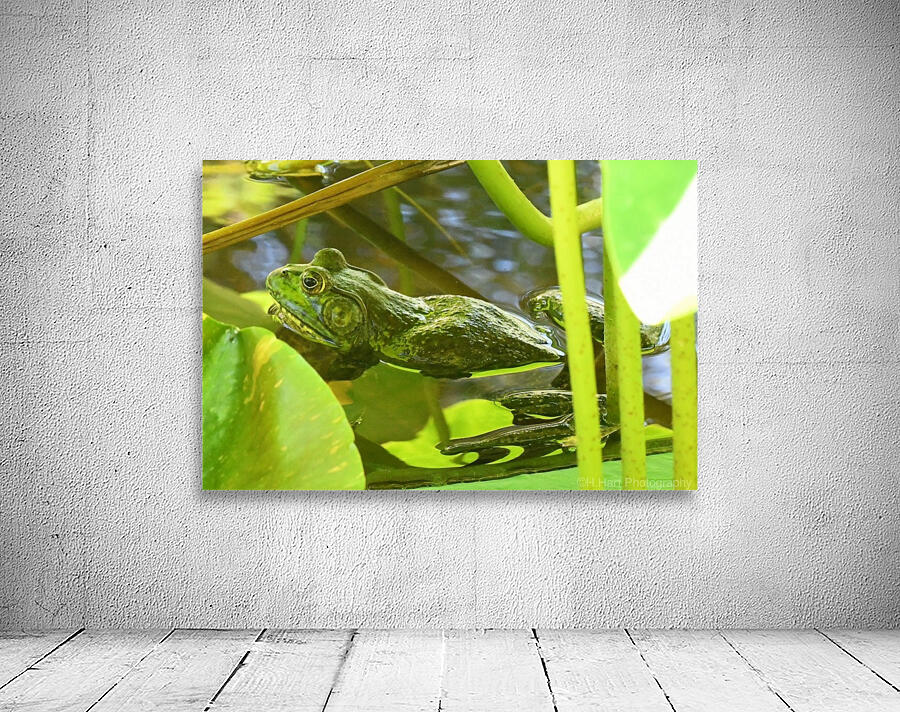 Frog Wall Preview