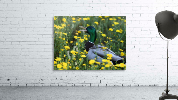 Mallard in the Spring Wall Preview