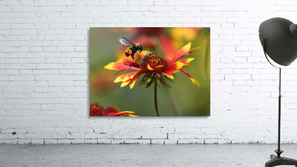 Bumble Wall Preview