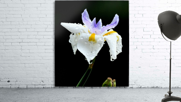 Wet Beauty Wall Preview