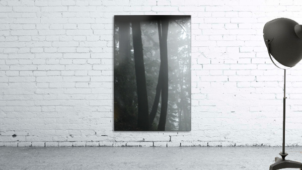 Trees in the Mist Wall Preview