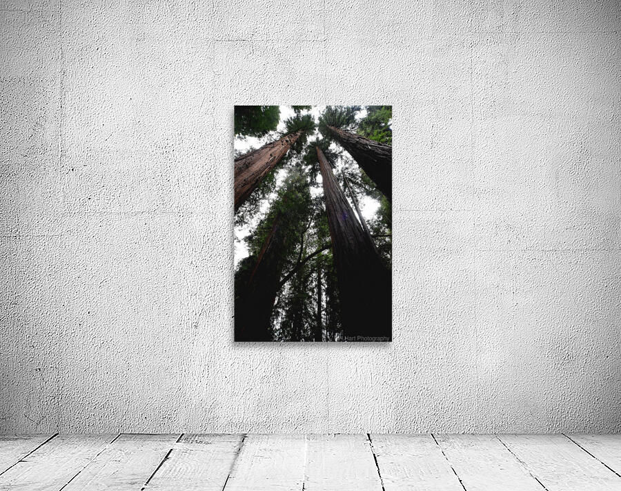 Giants Wall Preview