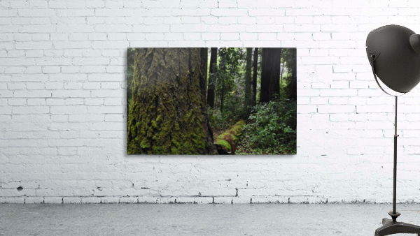 Enchanted Forest Wall Preview