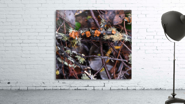 Fungi Wall Preview