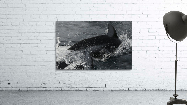 Through the Sea Wall Preview