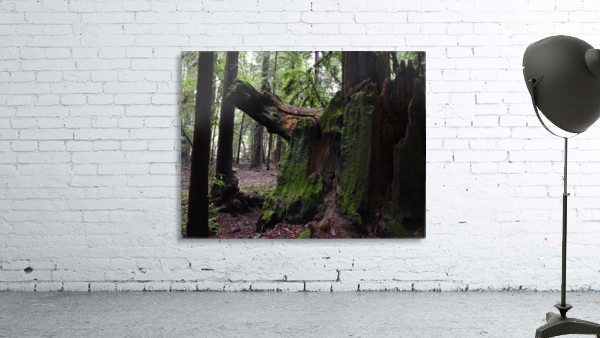 Green Wood Wall Preview