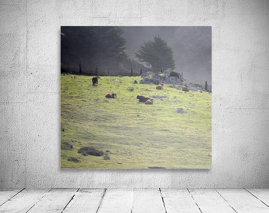 Cows in the Mist Wall Preview