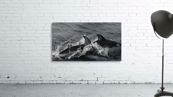 Common Dolphins Wall Preview