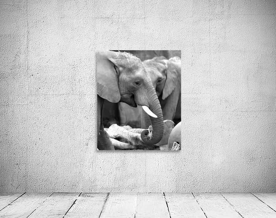 Elephants Wall Preview