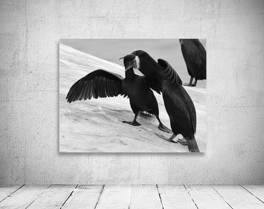Brandts Cormorants Wall Preview