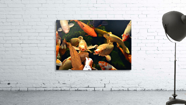 Many Koi Wall Preview