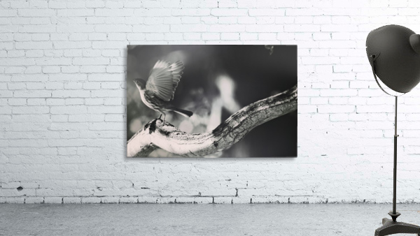 Bird Wall Preview
