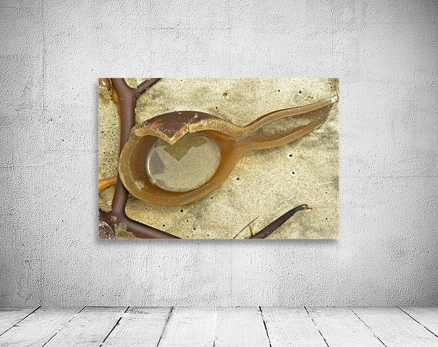 Bull Kelp Wall Preview