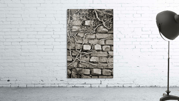 Vines On A Wall Wall Preview