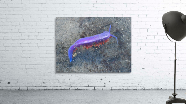 Nudibranch Wall Preview