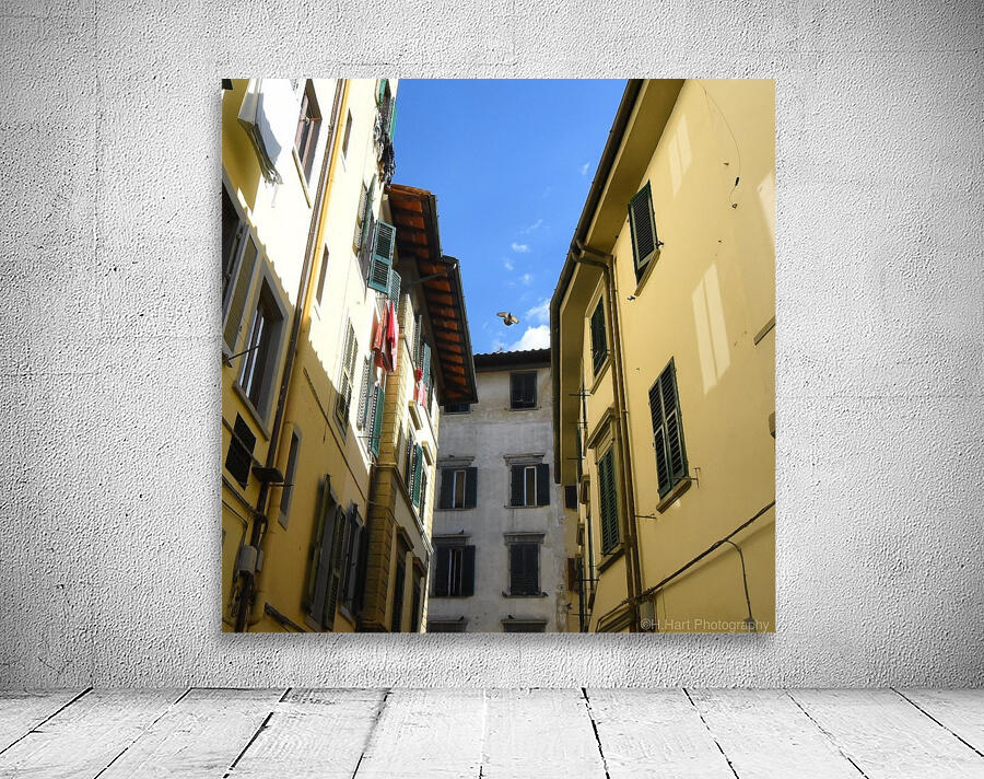 Bird Between Buildings Wall Preview
