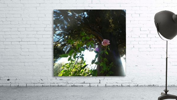 Wild Rose Firenze Wall Preview
