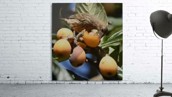 Loquat Feast Wall Preview