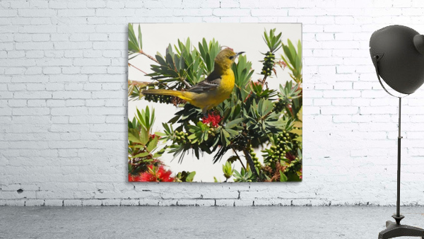 Goldfinch Wall Preview