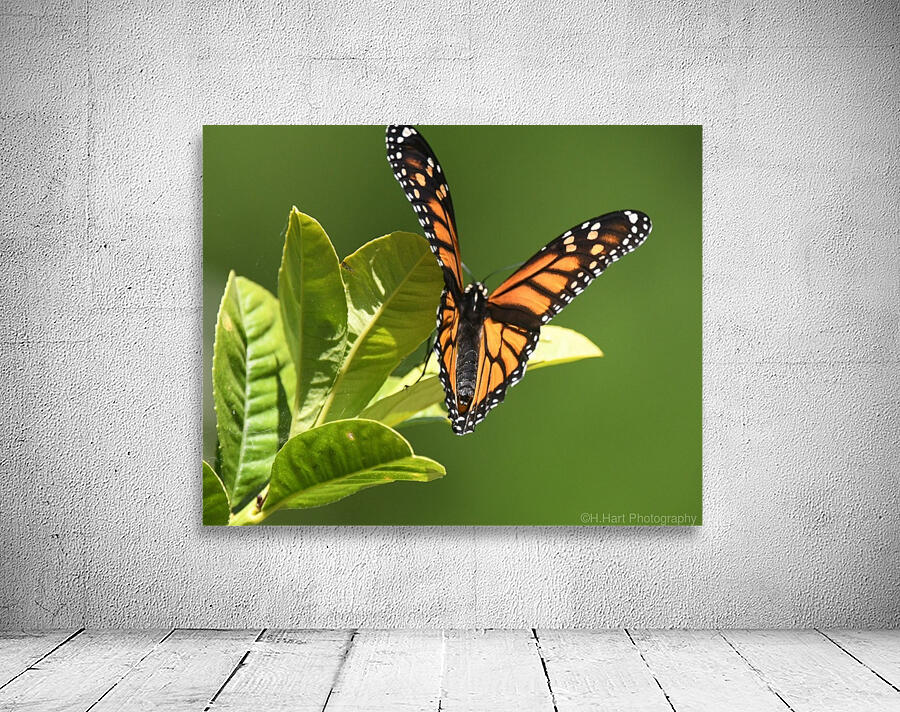 Monarch II. Wall Preview