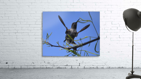 Take Off Wall Preview