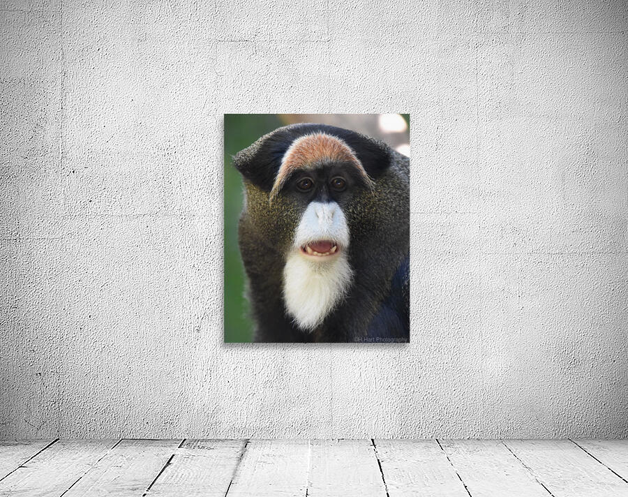 Fierce II. Wall Preview