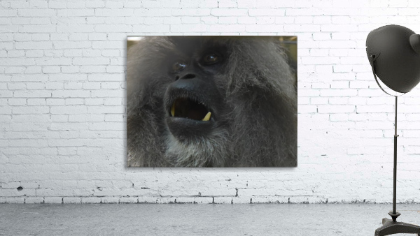 Fierce Wall Preview