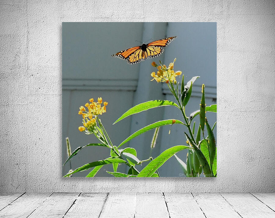 Monarch III. Wall Preview