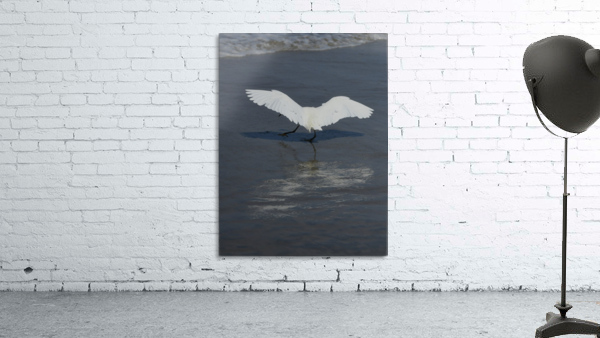 White Wings Wall Preview