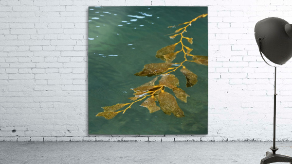 Kelp in the Sea Wall Preview