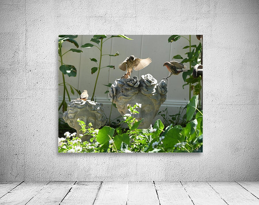 Bird Brain Wall Preview