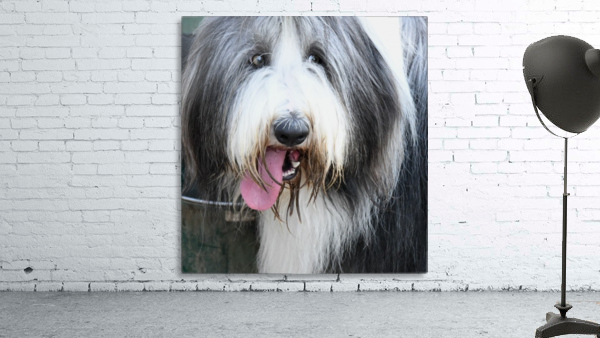 Sup Dog Wall Preview