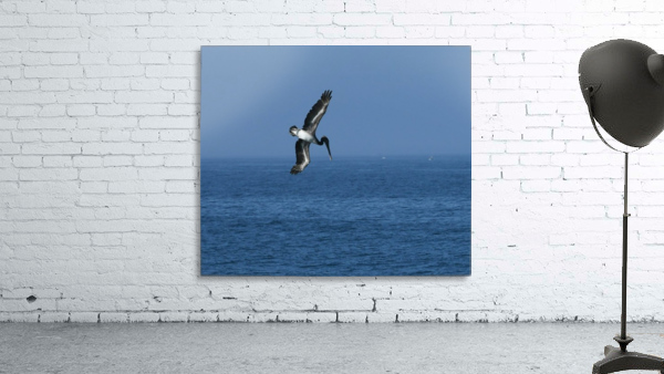 Pelican Dive Wall Preview
