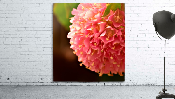 Pink Puff Wall Preview