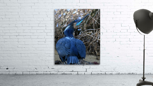 Cormorant Wall Preview