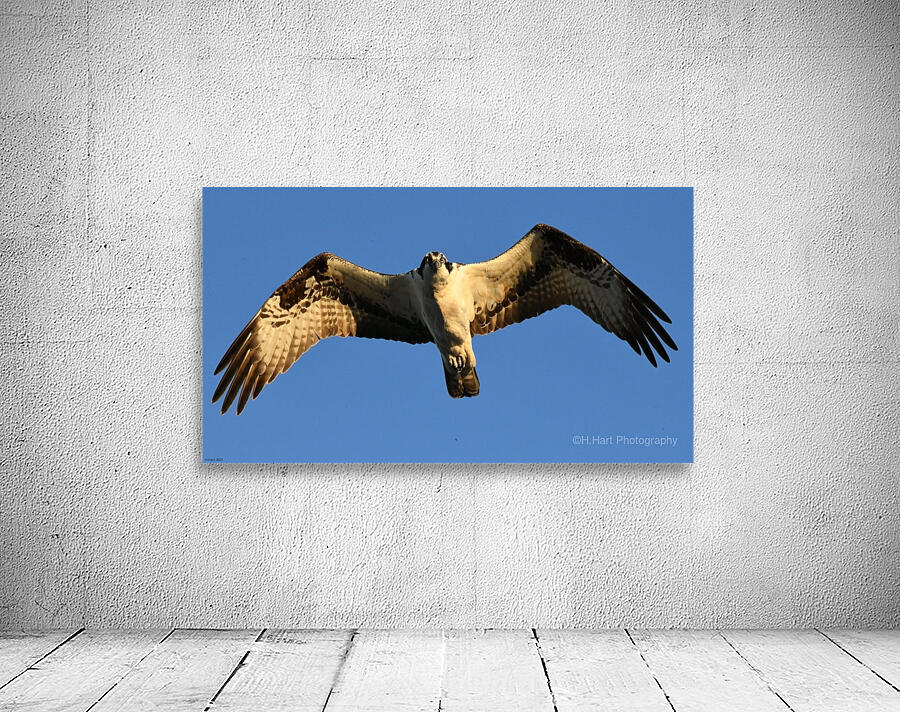 Osprey Wall Preview