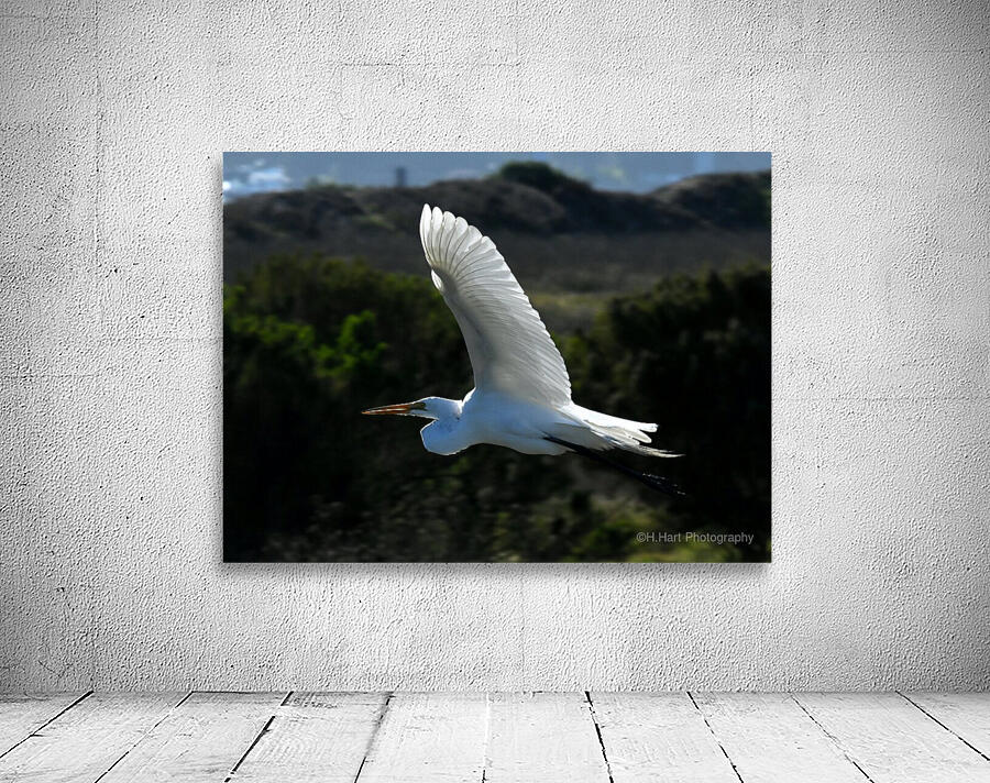 Egret 5 Wall Preview