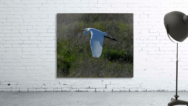 Egret 4 Wall Preview