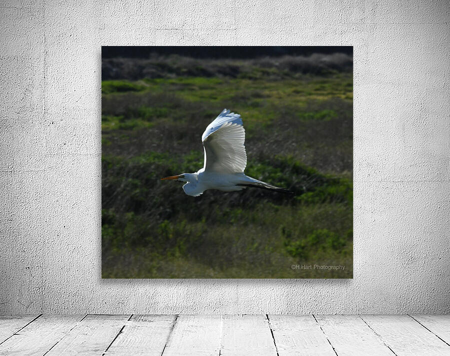 Egret 3 Wall Preview