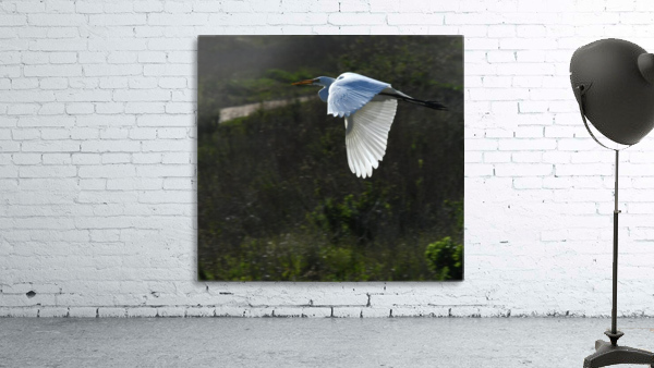 Egret 2 Wall Preview