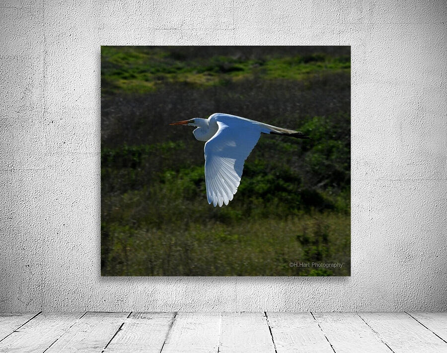 Egret 1 Wall Preview