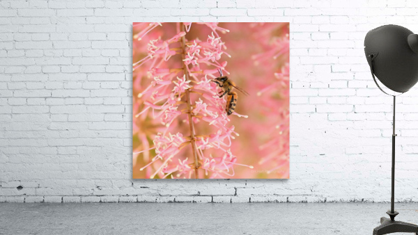 Pink Bee Wall Preview
