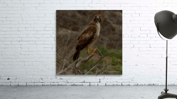 Hawk Eye Wall Preview