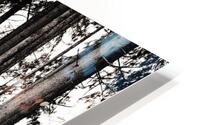 Tree HD Metal print