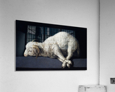 Agnus Dei Acrylic Print