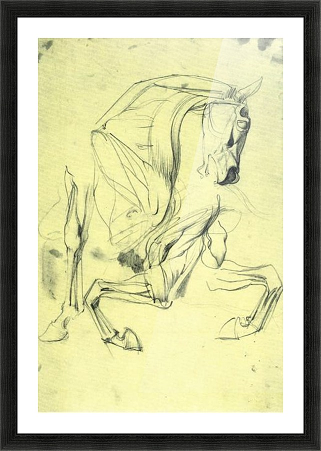 Horse study Picture Frame print