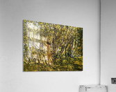Stream in the Woods Acrylic Print